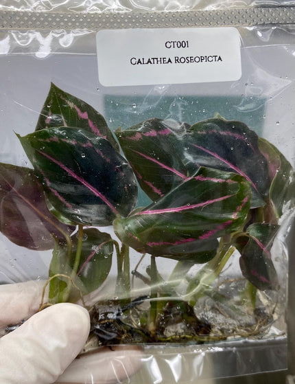 Collection image for: Calathea