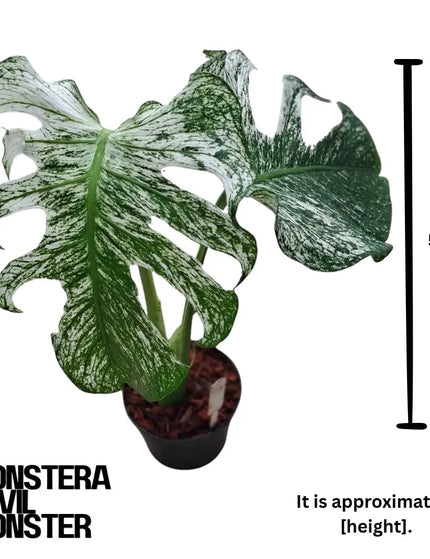 Collection image for: Potted Plant