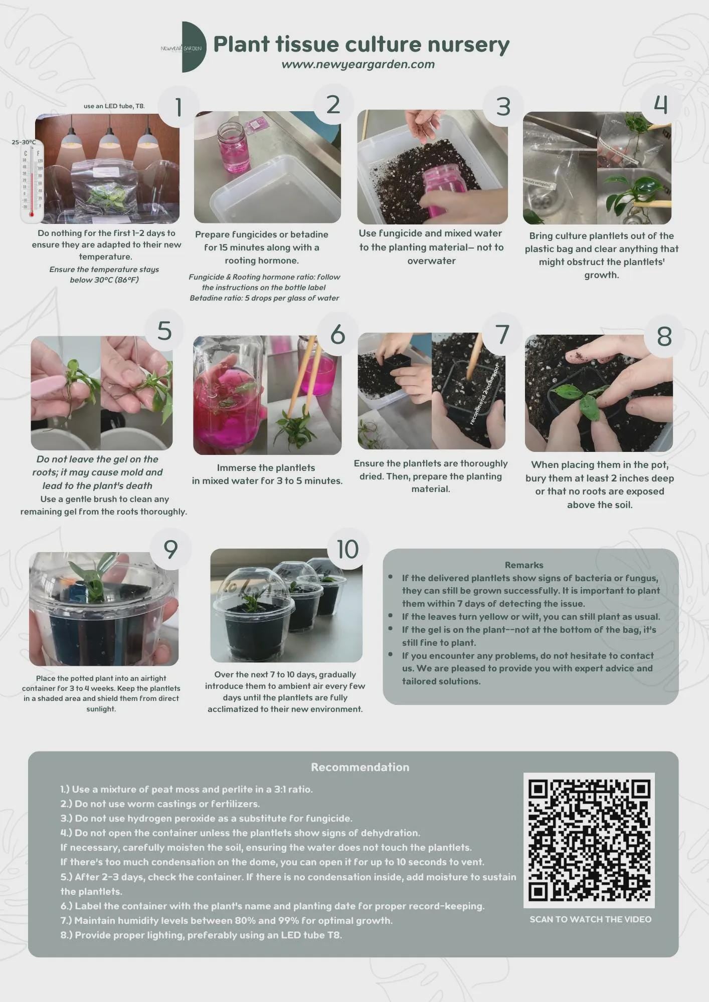 Anthurium luxurians (1 plant/bag) Tissue culture