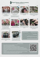 Anthurium luxurians (1 plant/bag) Tissue culture