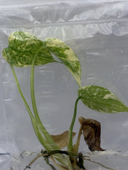Monstera legacy Variegated  (1 plantlet/bag) Tissue culture