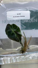 Alocasia Venom (1 plantlet/bag) Tissue culture