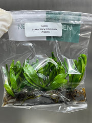 Sarracenia purpurrea hybrids (1 plantlet/bag) Tissue culture
