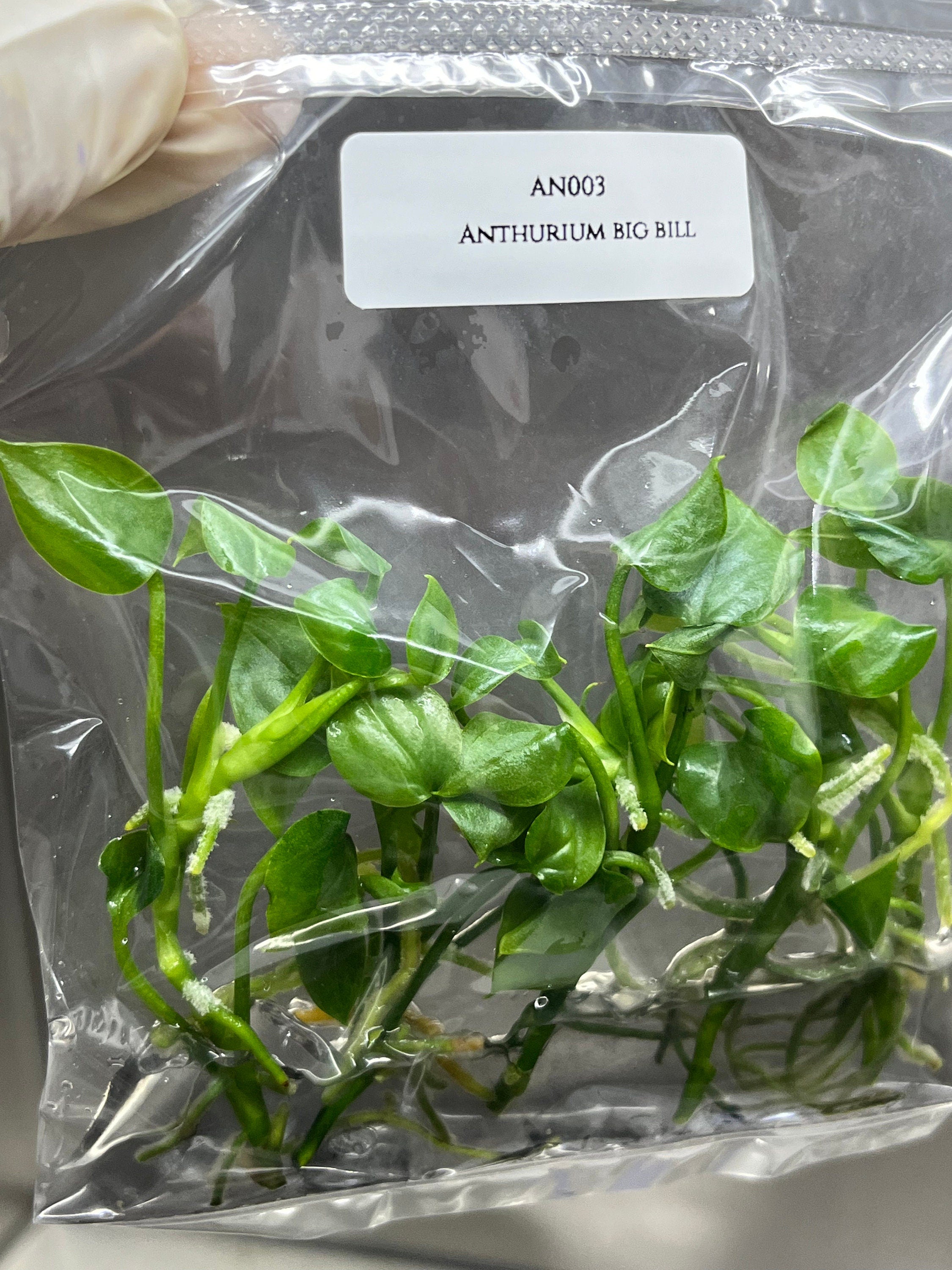 Anthurium big bill (5 plantlets/bag) Tissue culture