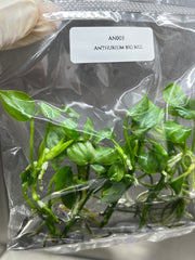 Anthurium big bill (5 plantlets/bag) Tissue culture