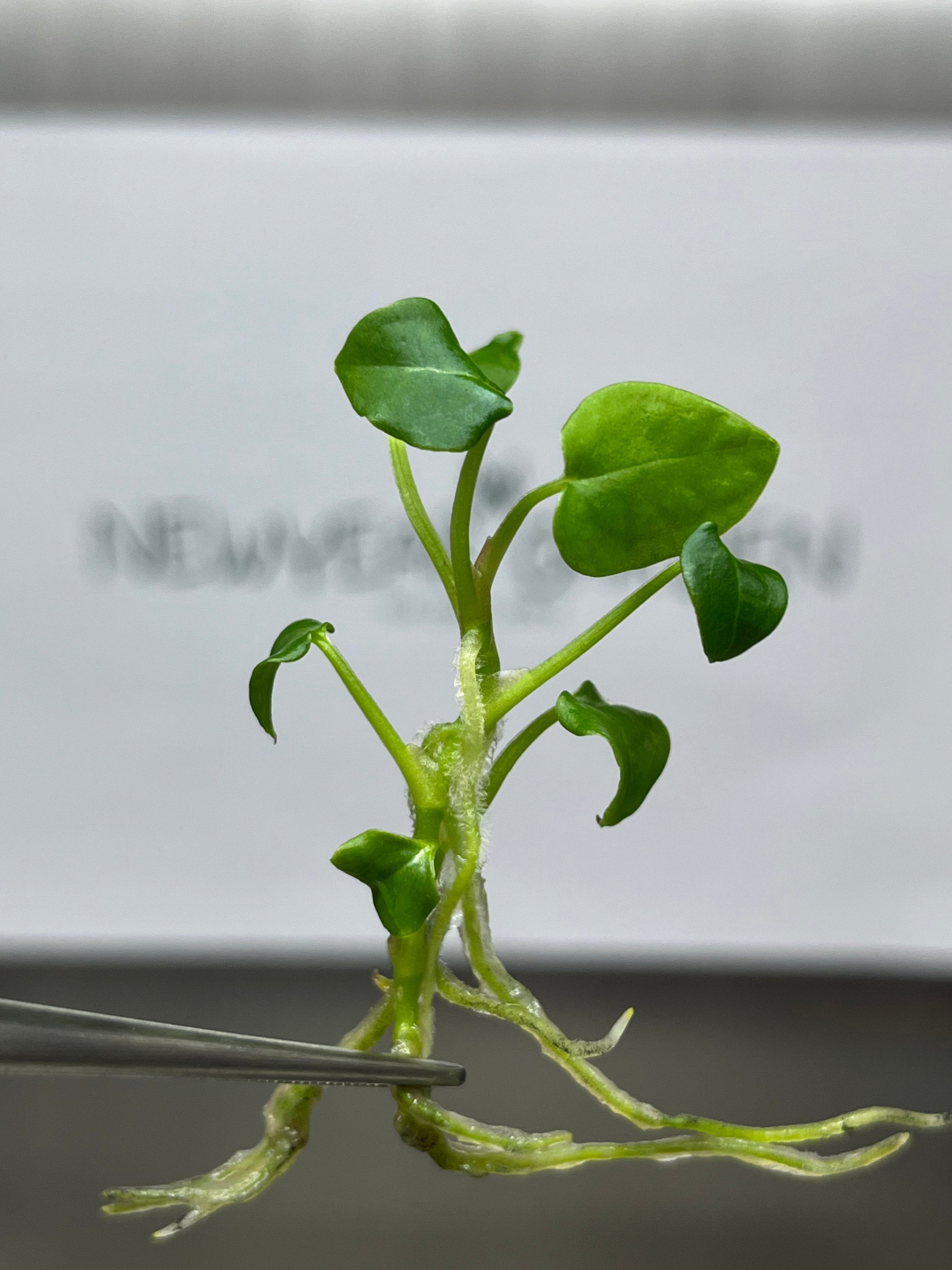 Anthurium Forgetii (1 plantlet/bag) Tissue culture