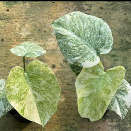Monstera Legacy Variegated (Thai Con.) Tissue Culture (1 plant/bag)
