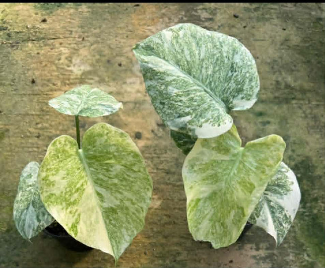 Monstera Legacy Variegated (Thai Con.) Tissue Culture (1 plant/bag)