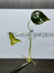 Alocasia cuprea red secret (5 plantlets/bag) Tissue culture