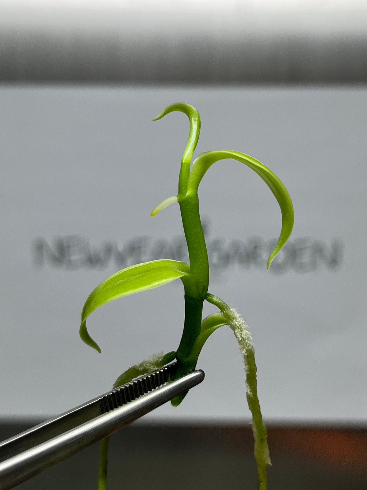 Vanilla Hybrids (5 plantlets/bag) Tissue culture