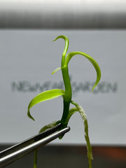 Vanilla Hybrids (5 plantlets/bag) Tissue culture