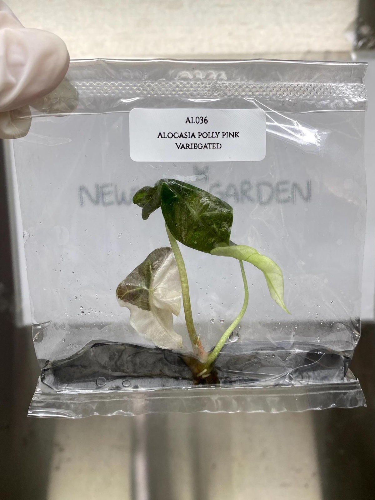 Alocasia Polly Pink Variegated  (1 plantlet/bag) Tissue culture