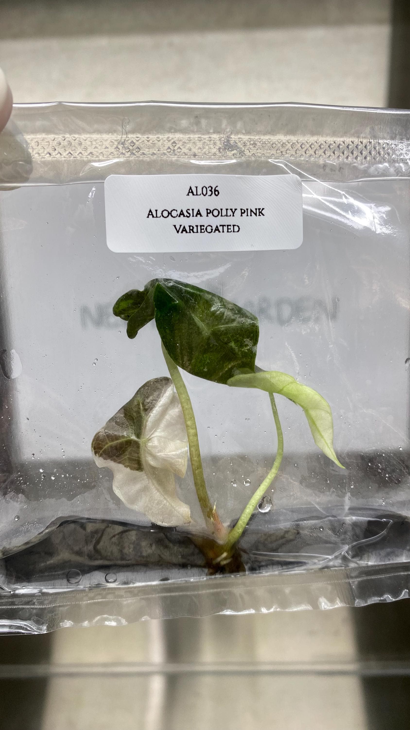 Alocasia Polly Pink Variegated  (1 plantlet/bag) Tissue culture