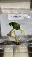 Alocasia Polly Pink Variegated  (1 plantlet/bag) Tissue culture