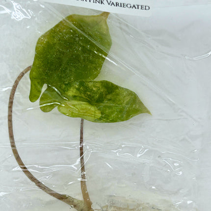 SALE 35% Alocasia Pseudo Sanderiana Pink Variegated Tissue Culture (1 item/bag)(1-2 leaves)