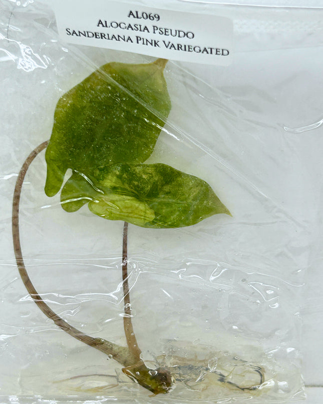SALE 35% Alocasia Pseudo Sanderiana Pink Variegated Tissue Culture (1 item/bag)(1-2 leaves)