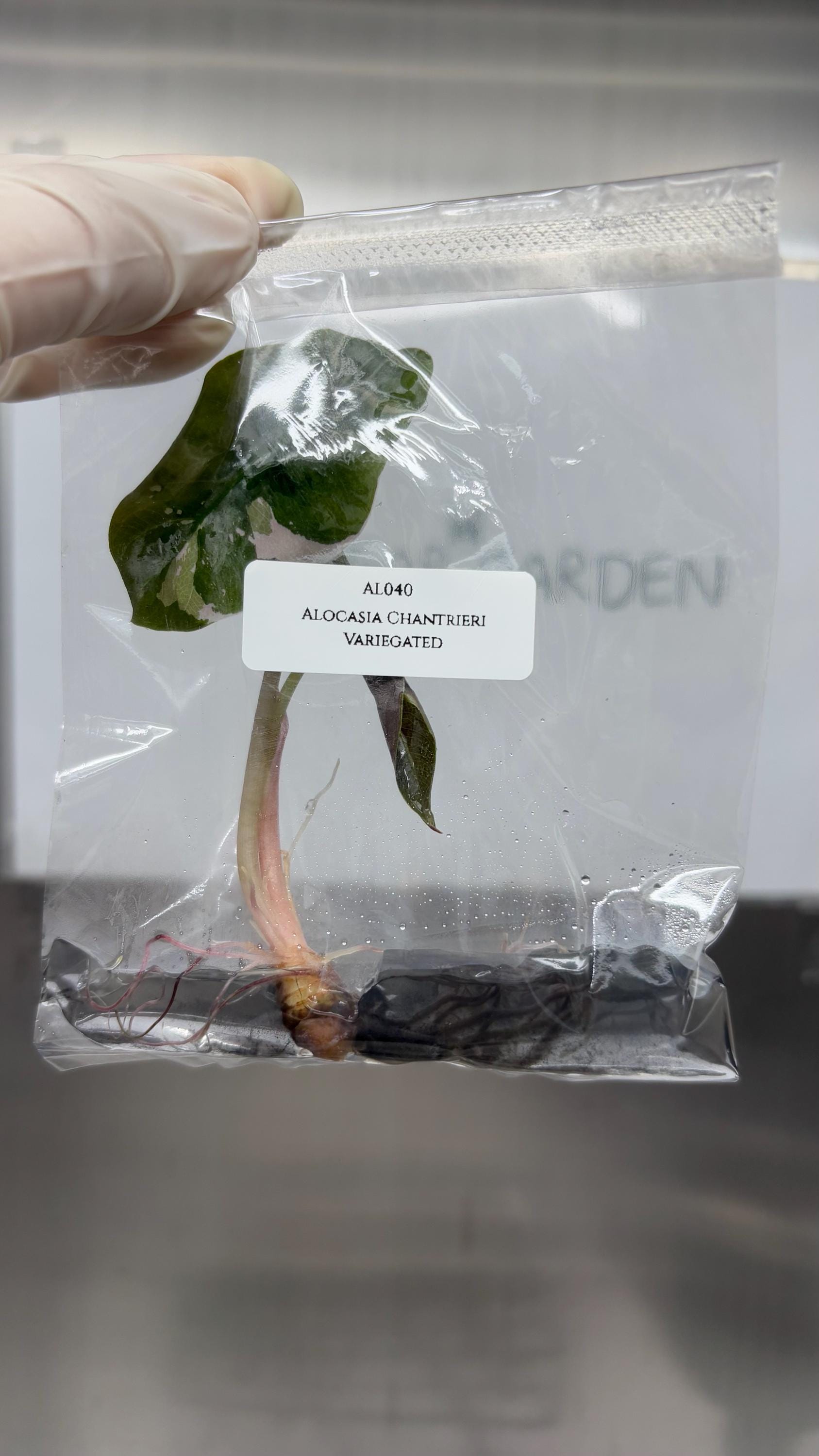 Alocasia Chantrieri Variegated (1 plantlet/bag) Tissue culture