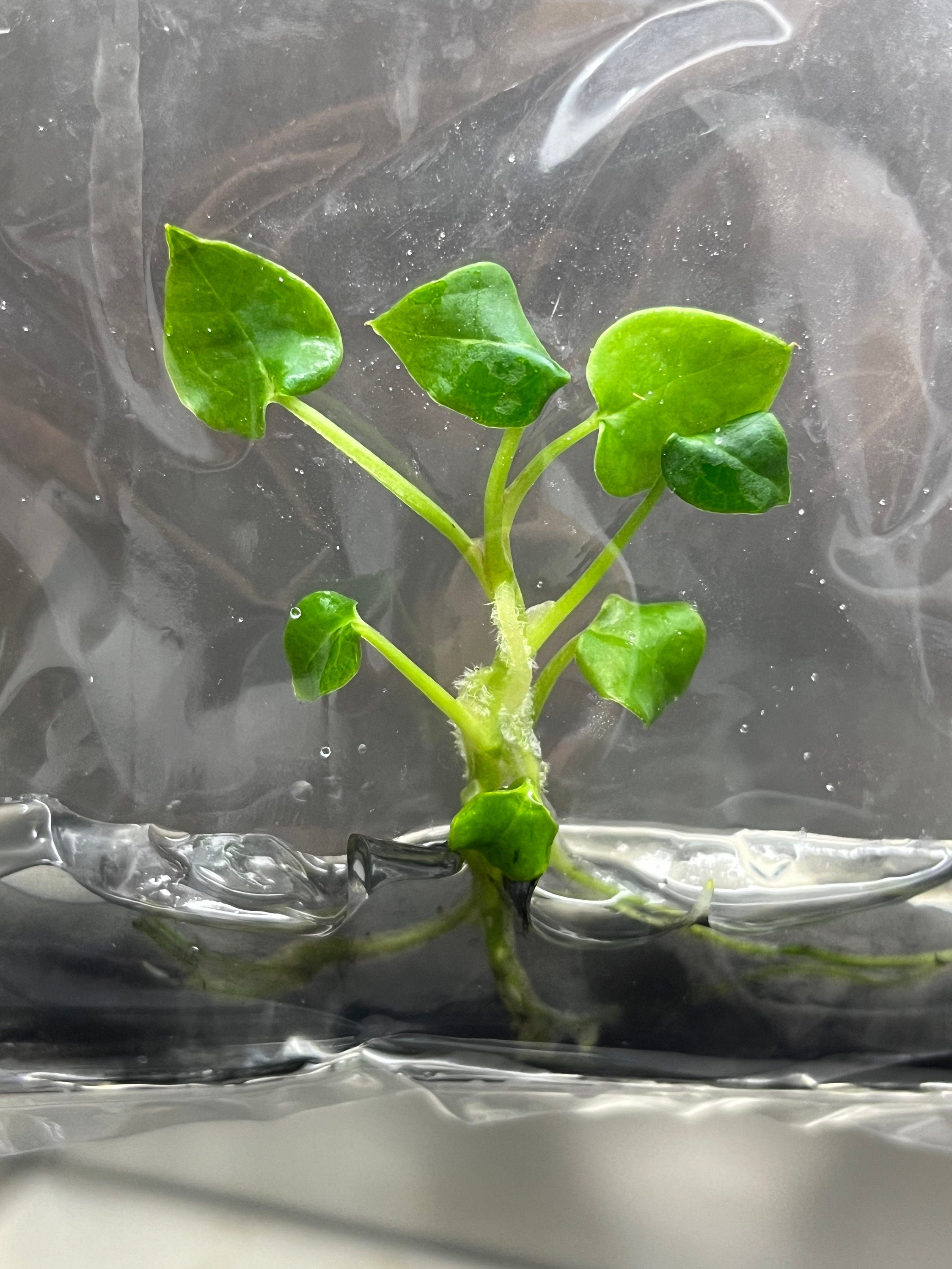 Anthurium Forgetii (1 plantlet/bag) Tissue culture