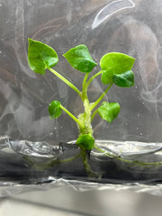 Anthurium Forgetii (1 plantlet/bag) Tissue culture