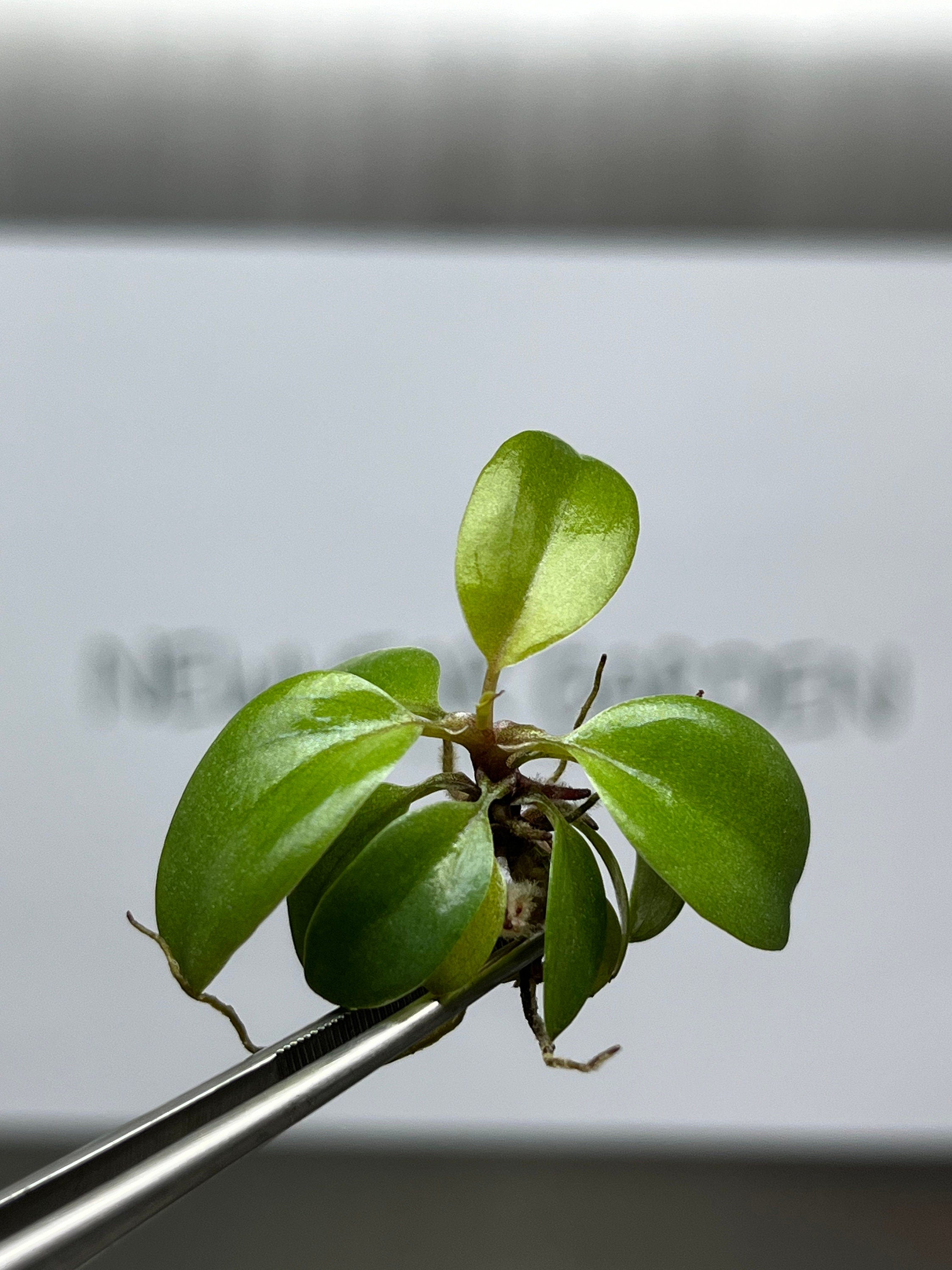Philodendron black cadinal (5 plantlets/bag) Tissue culture