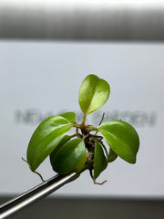 Philodendron black cadinal (5 plantlets/bag) Tissue culture