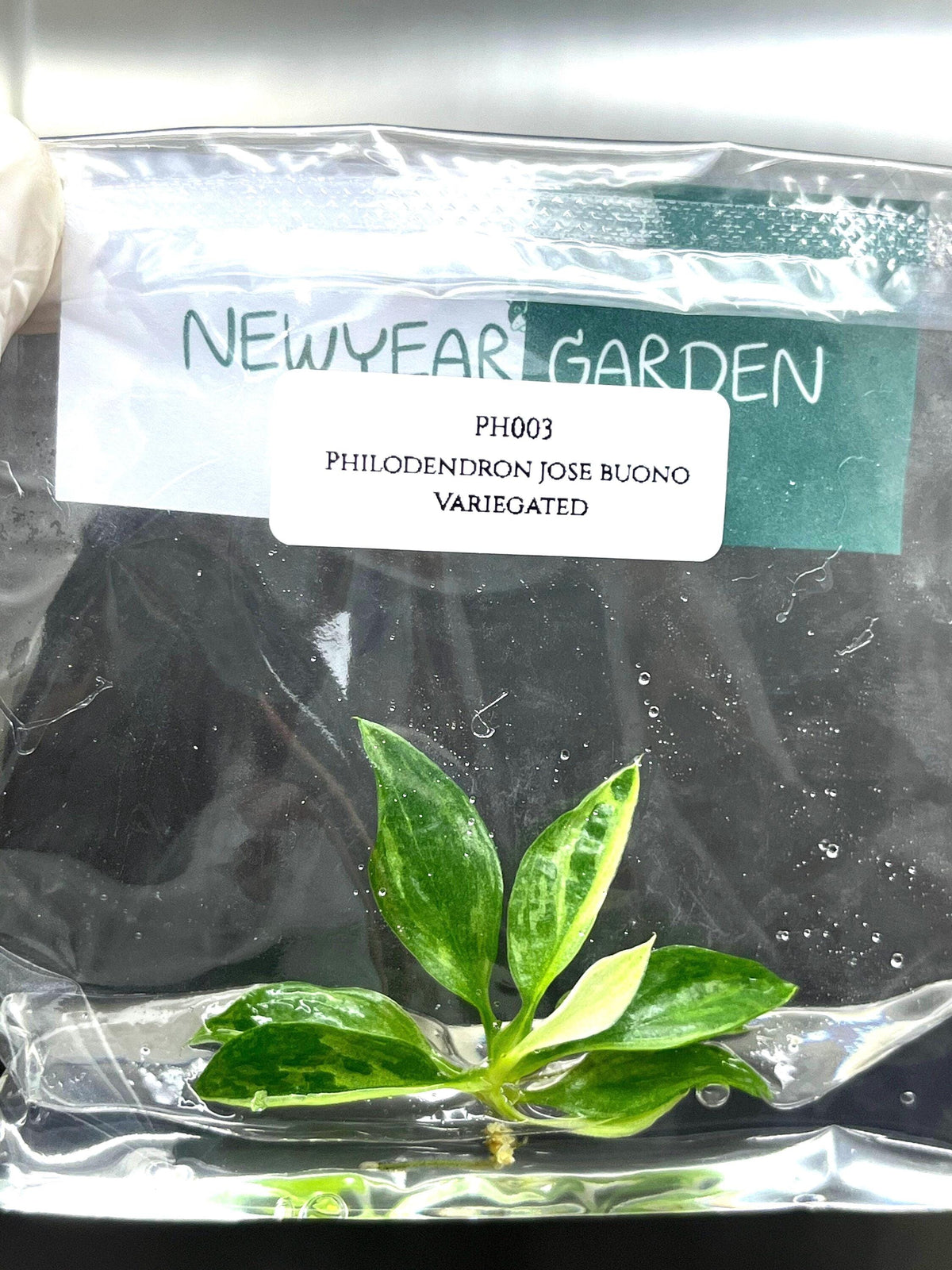 Philodendron jose buono Variegated (1 plantlet/bag) Tissue culture