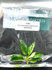 Philodendron jose buono Variegated (1 plantlet/bag) Tissue culture