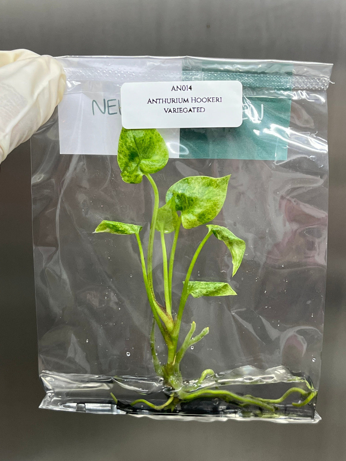 Anthurium Hookeri variegated (1 plantlet/bag) Tissue culture