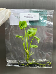 Anthurium Hookeri variegated (1 plantlet/bag) Tissue culture