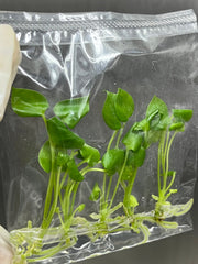 Anthurium brownii (5 plantlets/bag) Tissue culture