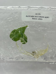 Alocasia maharani albo Variegated (1 plant/bag) Tissue culture