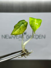 Alocasia black velvet variegated (AUREA) (1 plantlet/bag) Tissue culture