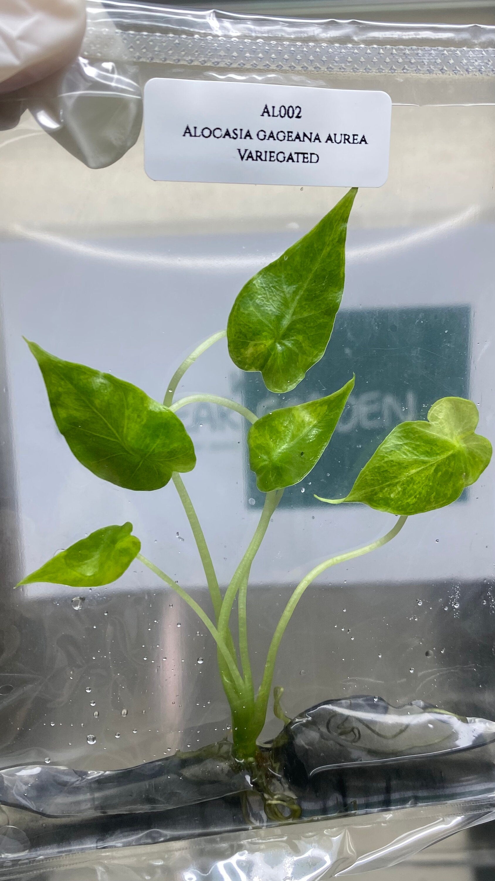 Alocasia gageana aurea Variegated (1 plantlet/bag) Tissue culture