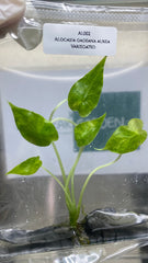 Alocasia gageana aurea Variegated (1 plantlet/bag) Tissue culture
