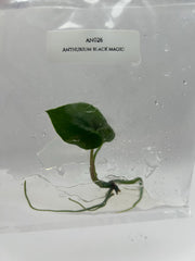 Anthurium Black Magic (1 plantlet/bag) Tissue culture
