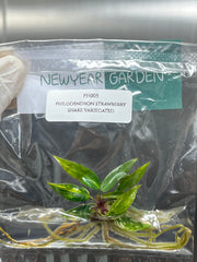 Philodendron strawberry shake variegated (1 plantlet/bag) Tissue culture