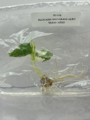 Alocasia maharani albo Variegated (1 plant/bag) Tissue culture