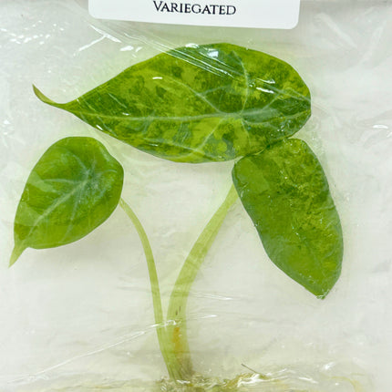 SALE 35% Alocasia Maharani Aurea Variegated Tissue Culture (1 item/bag) (1-2 leaves)