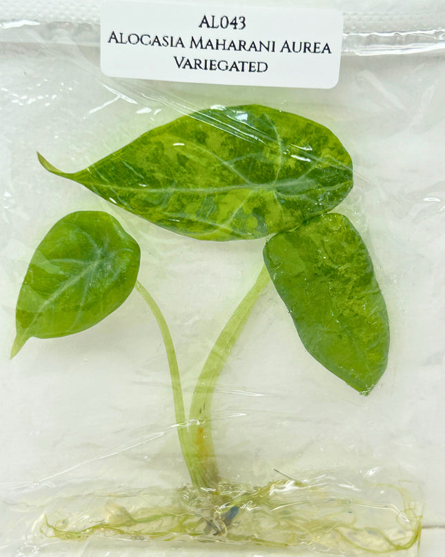 SALE 35% Alocasia Maharani Aurea Variegated Tissue Culture (1 item/bag) (1-2 leaves)