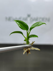 Philodendron Majestic (5 plantlets/bag) Tissue culture
