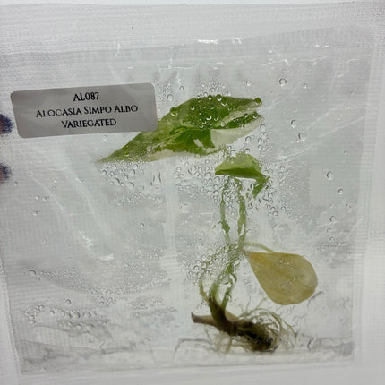 SALE 50% OFF Alocasia Simpo Albo Variegated Tissue Culture (1 item/bag)