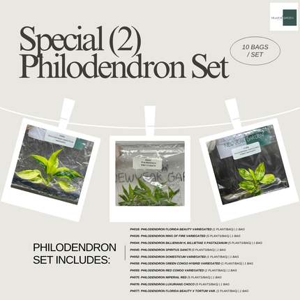 Special Set (2) of 10 Bags of Philodendron Tissue Culture