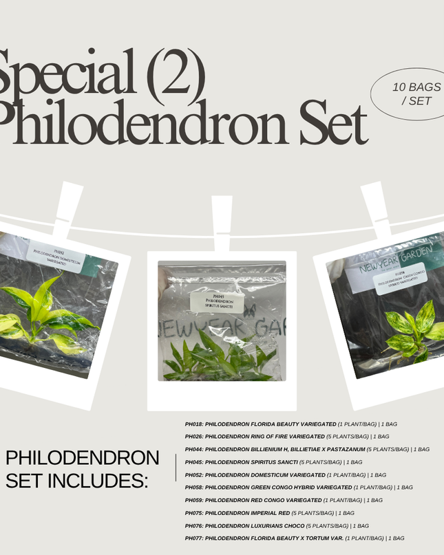 Special Set (2) of 10 Bags of Philodendron Tissue Culture