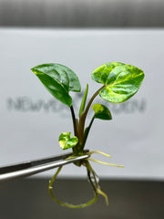 Syngonium podophyllum Aurea Variegated (1 plantlet/bag) Tissue culture