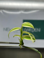 Vanilla Hybrid Variegated (1 plant/bag) Tissue culture