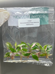 Philodendron pink princess Variegated (5 plantlets/bag) Tissue culture