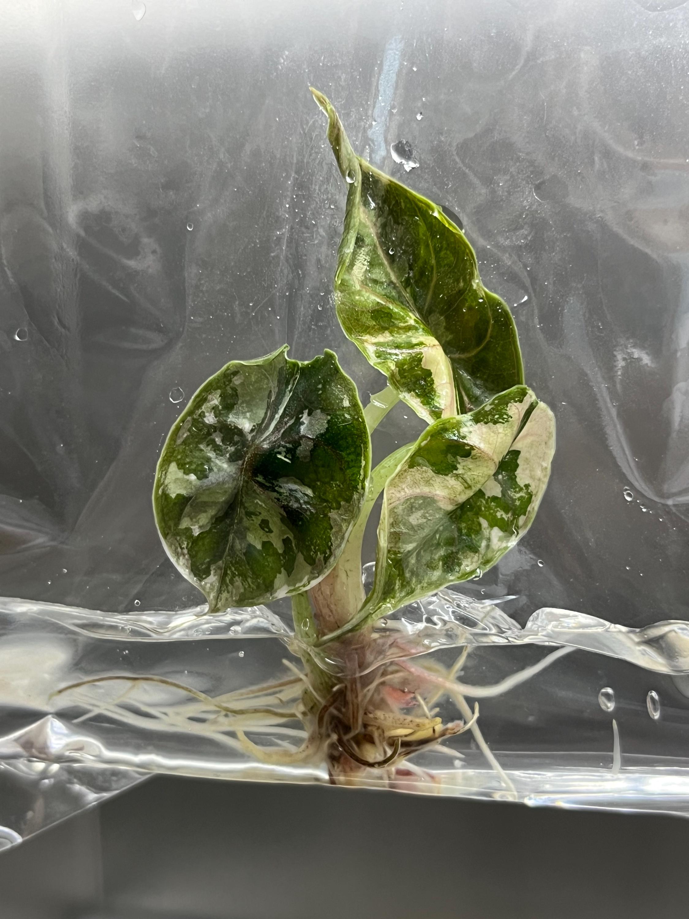Alocasia Azlanii Variegated (Pink-Albo) (1 plantlet/bag) Tissue culture