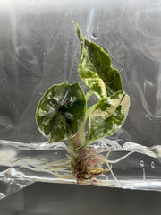 Alocasia Azlanii Variegated (Pink-Albo) (1 plantlet/bag) Tissue culture