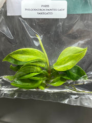 Philodendron painted lady (1 plantlet/bag) Tissue culture