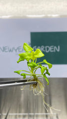 Philodendron Golden Xanadu (5 plantlets/bag) Tissue culture